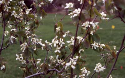 Flowers and leaves of Alleghany Serviceberry